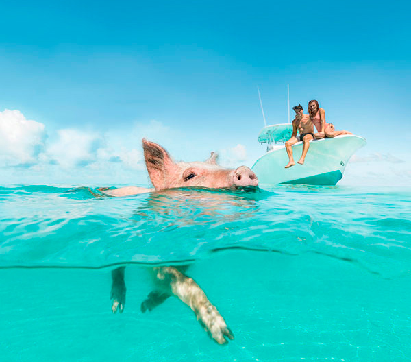 Pig beach Exumas Bahamas